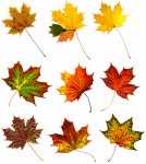 bigstockphoto_Big_collection_autumnal_maple_767675[1]