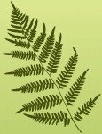 bigstockphoto_Fern_Fronds_3020682[1]