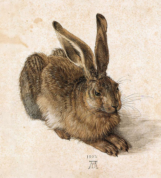 The Young Hare, Albrecht Durer