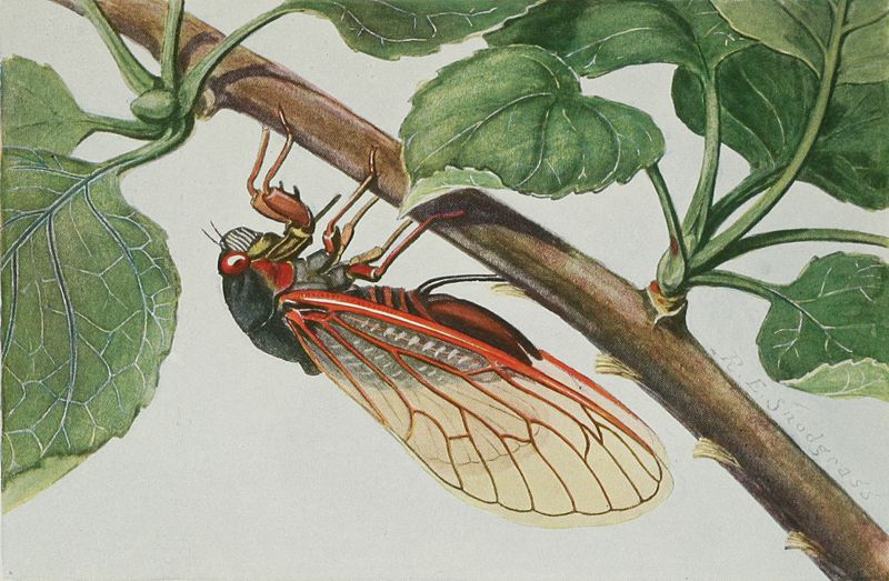 A 17-year cicada