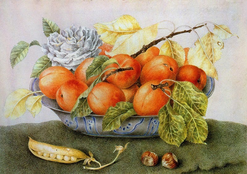 Still Life, Giovanna Garzoni