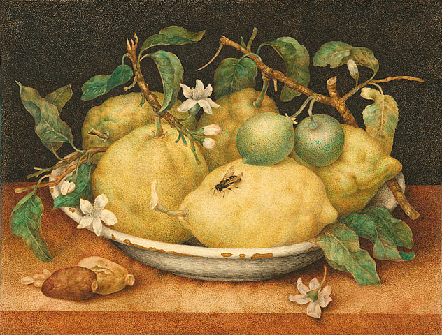 Bowl of Citrons, Giovanna Garzoni