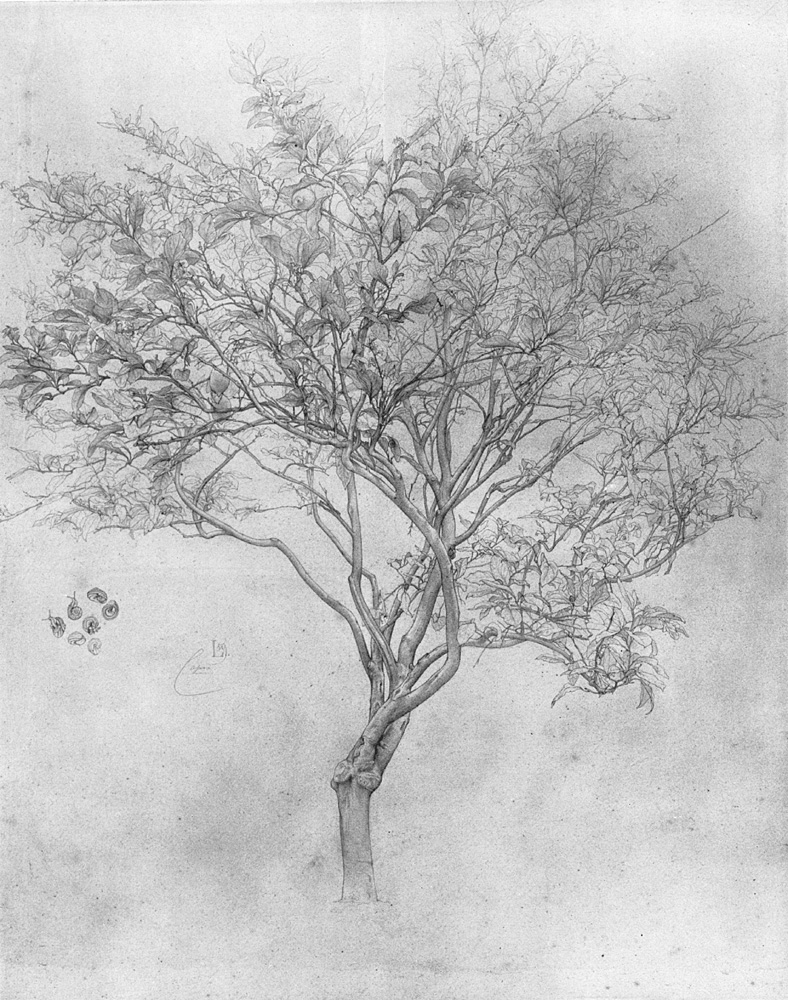 Study of a Leon Tree, Lord Frederick Leighton (1859)