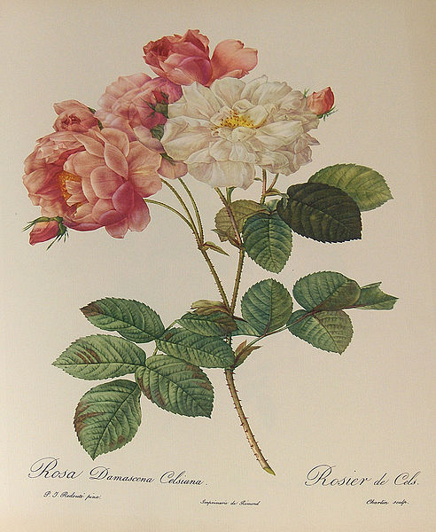 492px-Rosa_Damascena_Celsiana_001